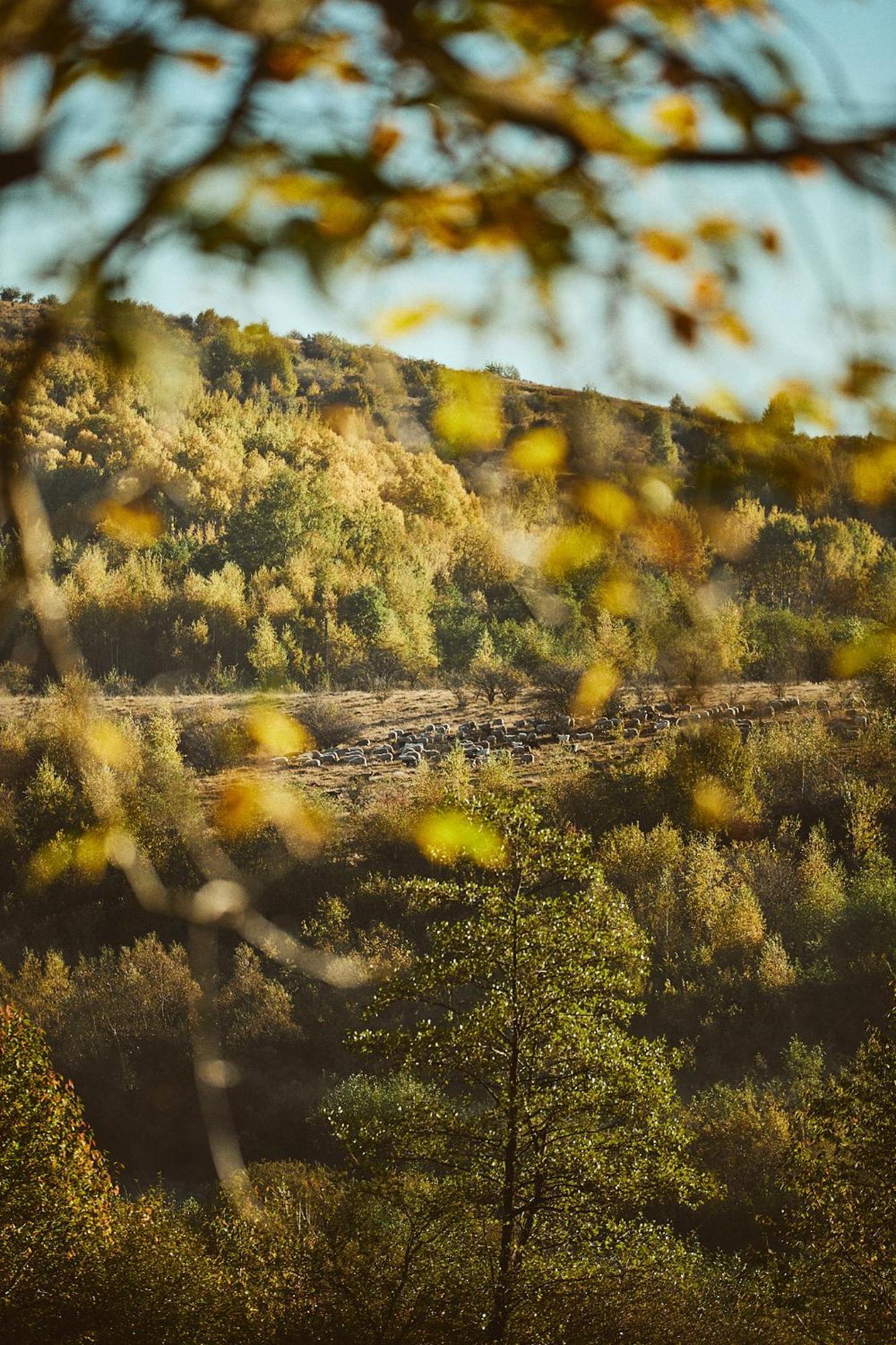 Scandinave Chalet Bran Zărneşti Eksteriør billede